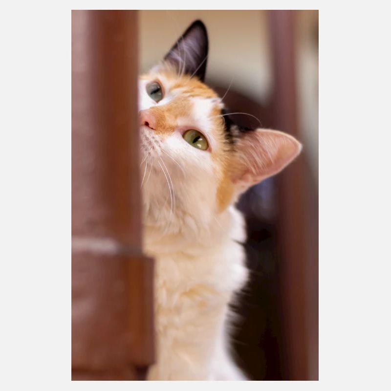 le chat