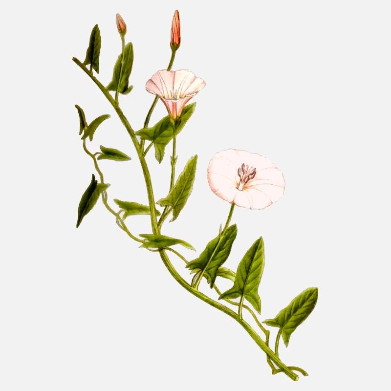 herbes thym romarin persil origan aneth