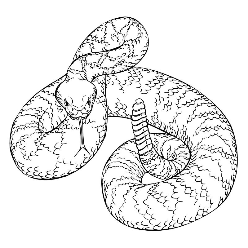 serpent à sonnette