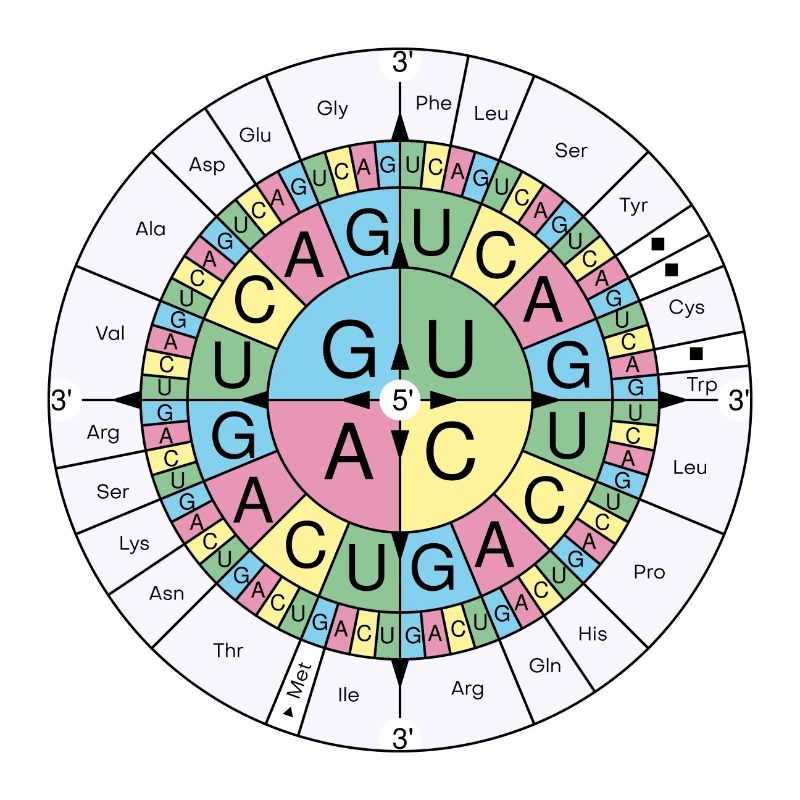 Biochemistry RNA codon code sun