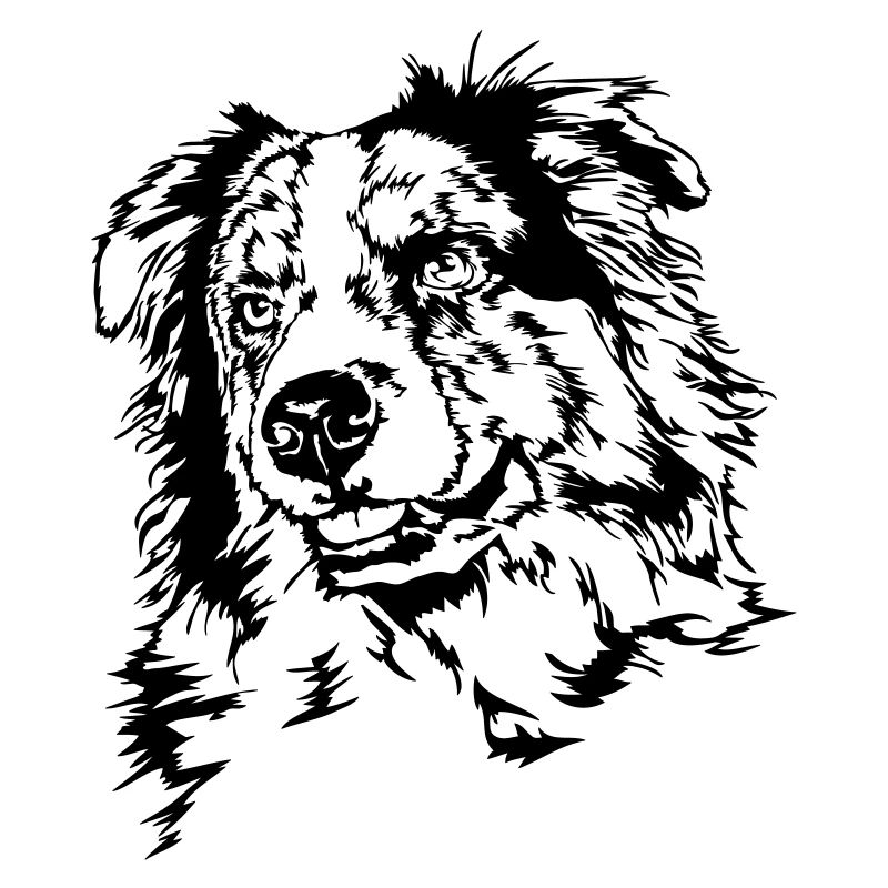 AUSTRALIAN SHEPHERD merle Portrait Wilsigns