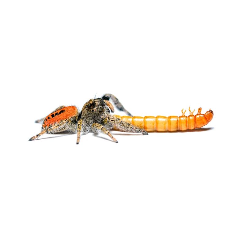 Araignée sauteuse Phidippus texanus araignée sauteuse