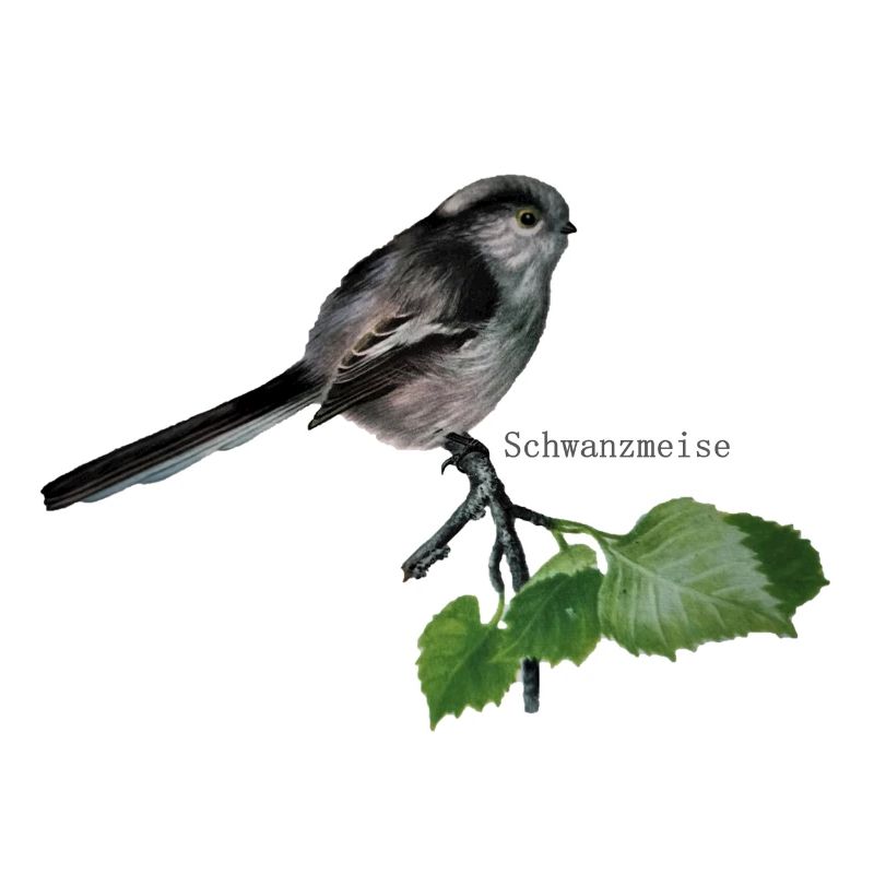Mésange de queue