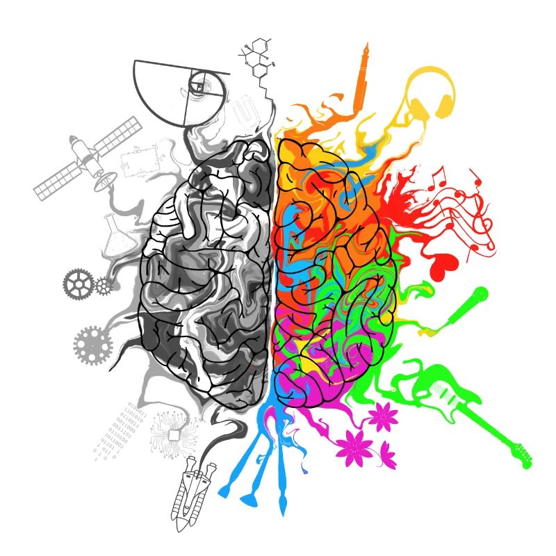 Brain halves functions