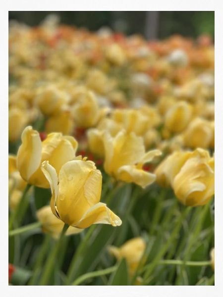 Tulipe Jaune mer