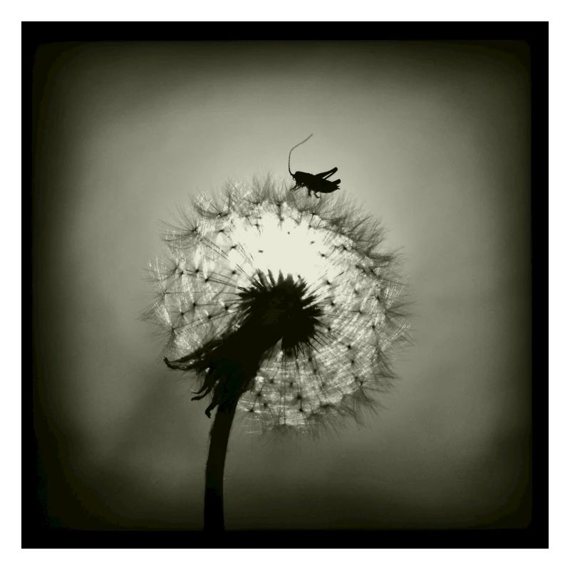 Tiny Planet