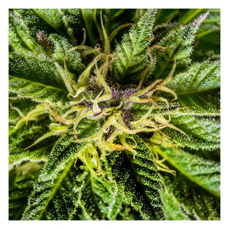 Les fleurs de cannabis, la marijuana, c’est tellement vert