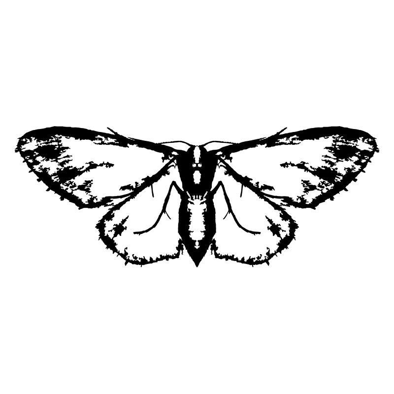 Moth / Butterfly / Moth