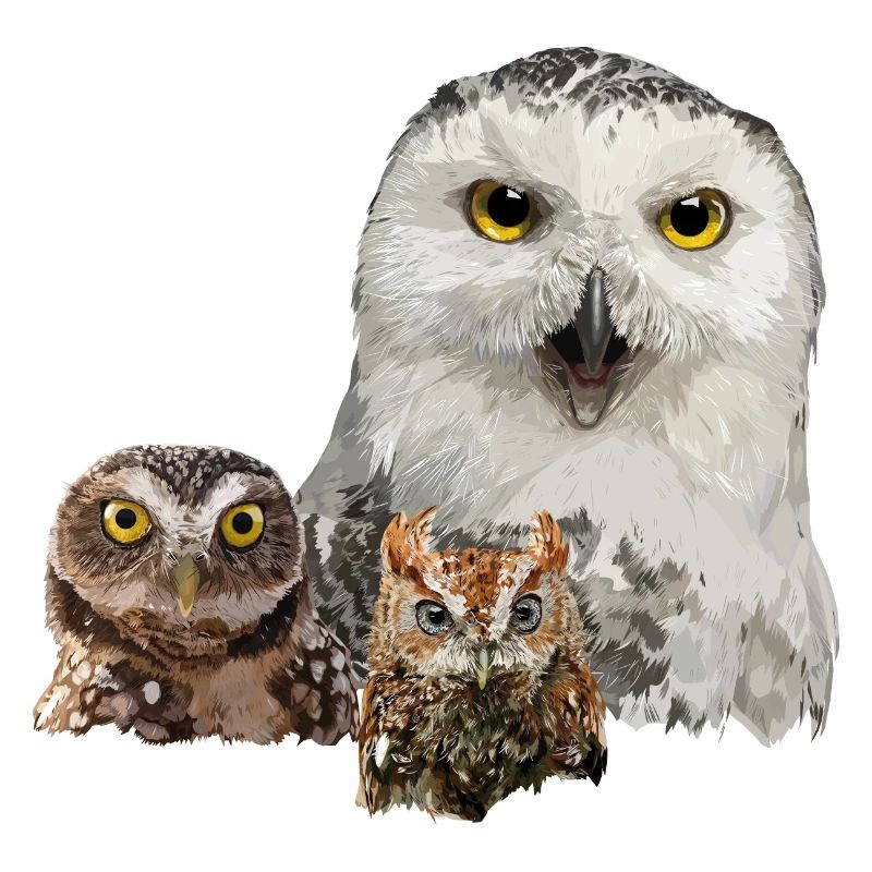 Eule, Eule und Eule