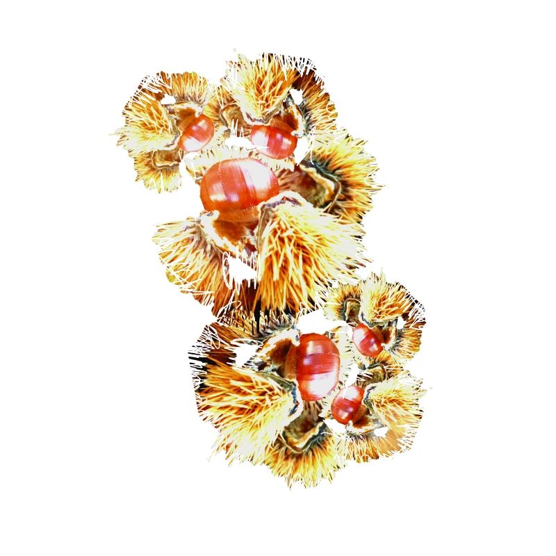 Châtaignes, châtaignes, marronniers d’Inde, marrons doux