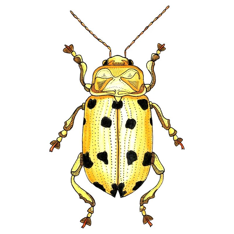 Big Beetle Stag - cerf géant
