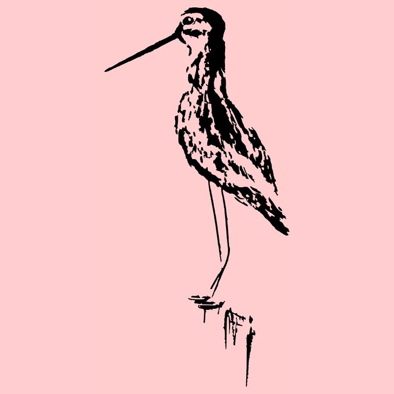 bécassine