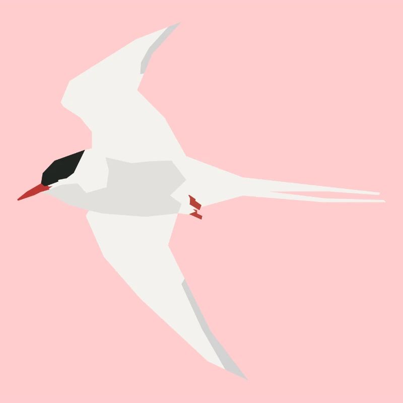 Arctic Tern flying