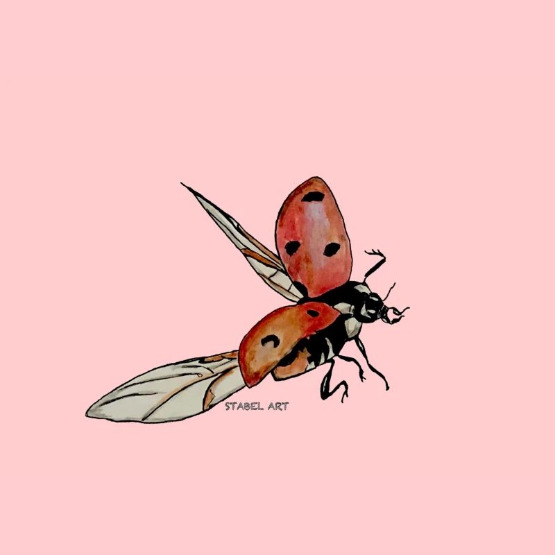 Ladybug / ladybug