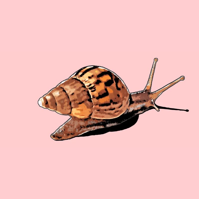 snail with shadow