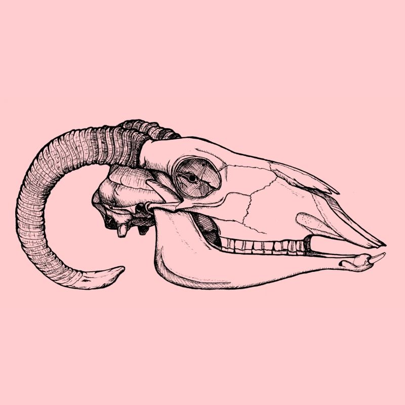 Widder-Schädel