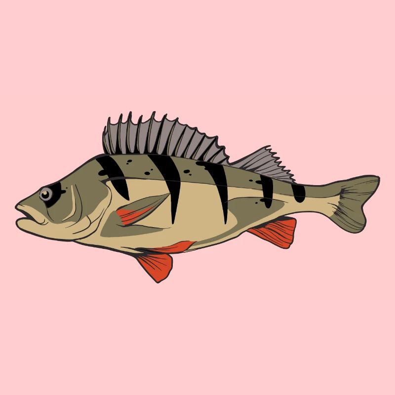 Perch perch perch perch fishing Kretzer