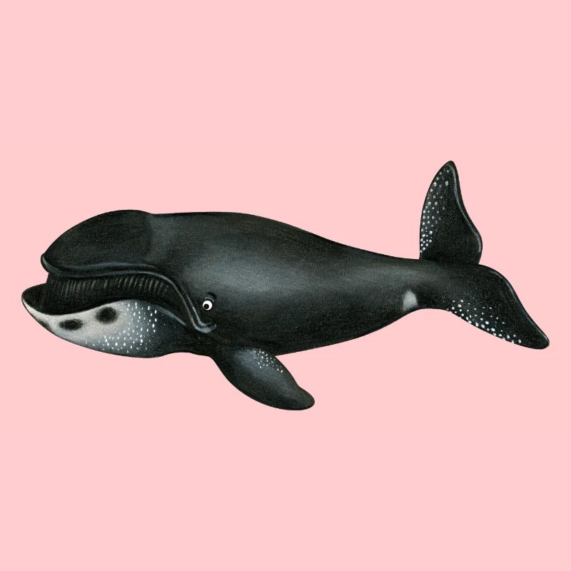 bowhead whale