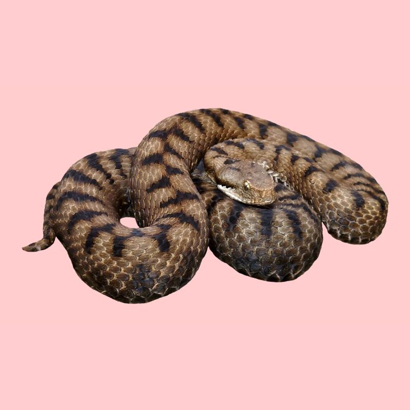 viper am431