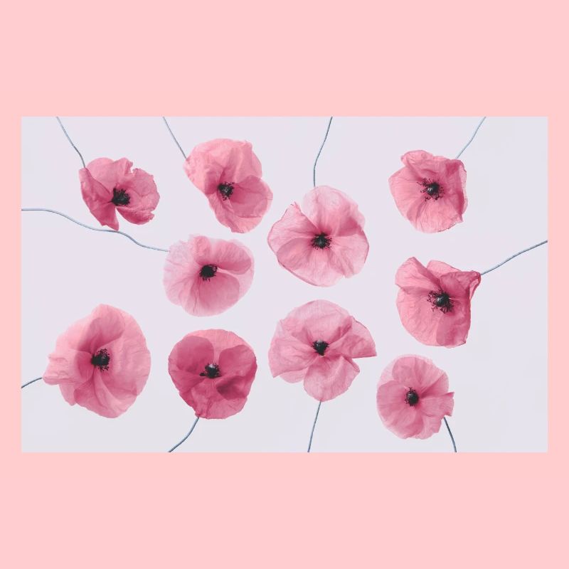 MOHNBLUME Pink Rot