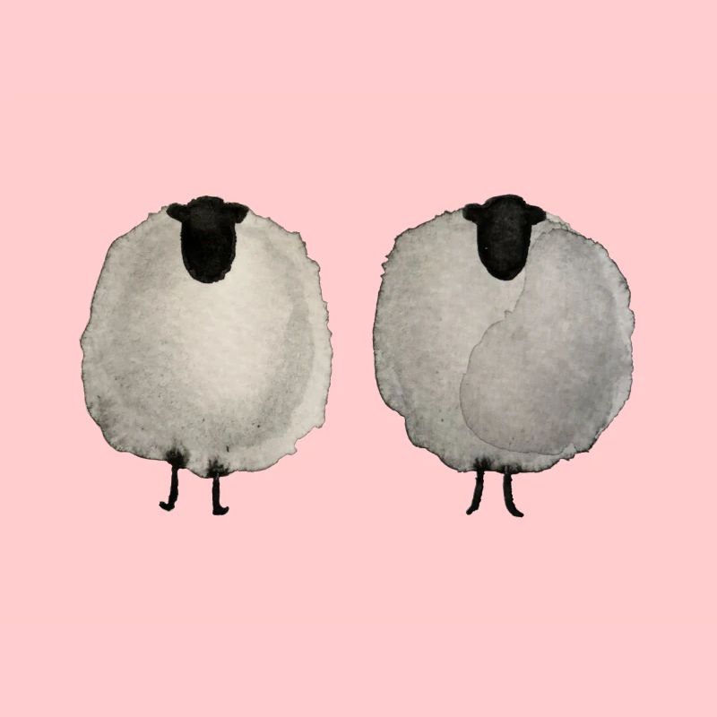 Sheep party, sheep, sheep, two fluffy sheep