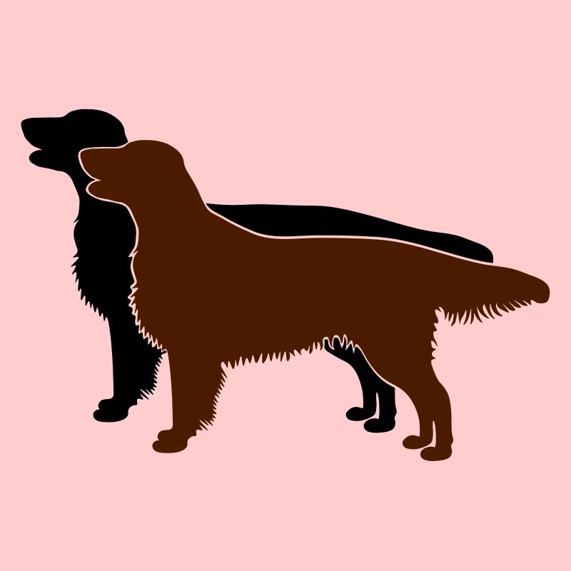 2 Flat Coated Retriever