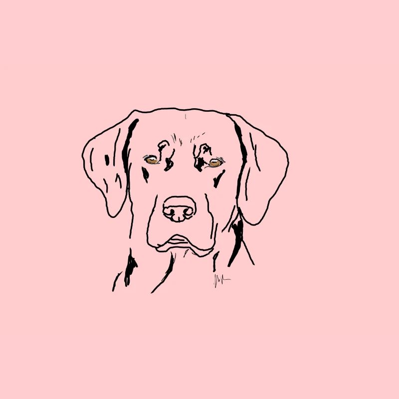 Labrador