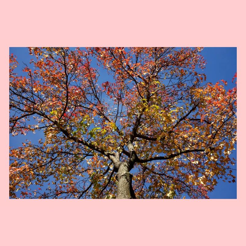 Maple