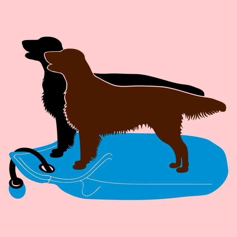 2 Flat Coated Retriever auf Dummy