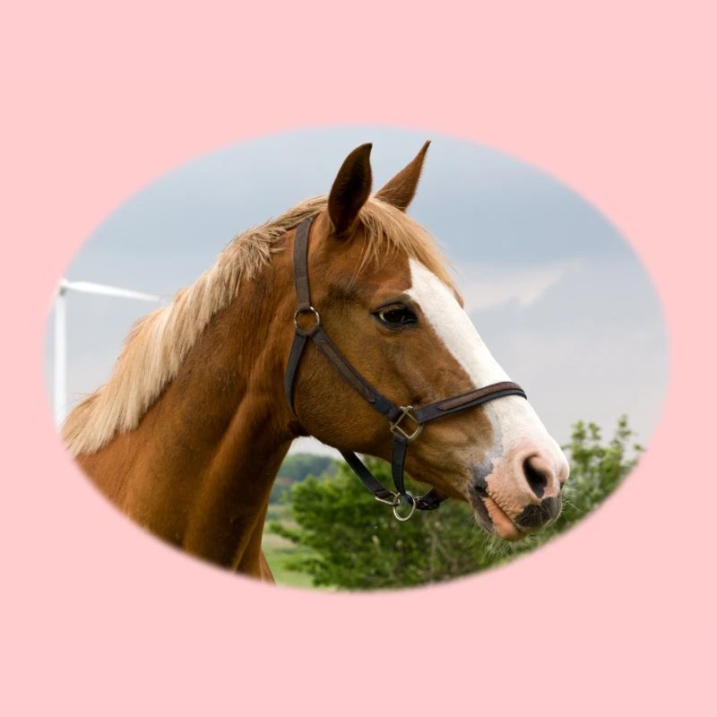 Cheval. Cheval.