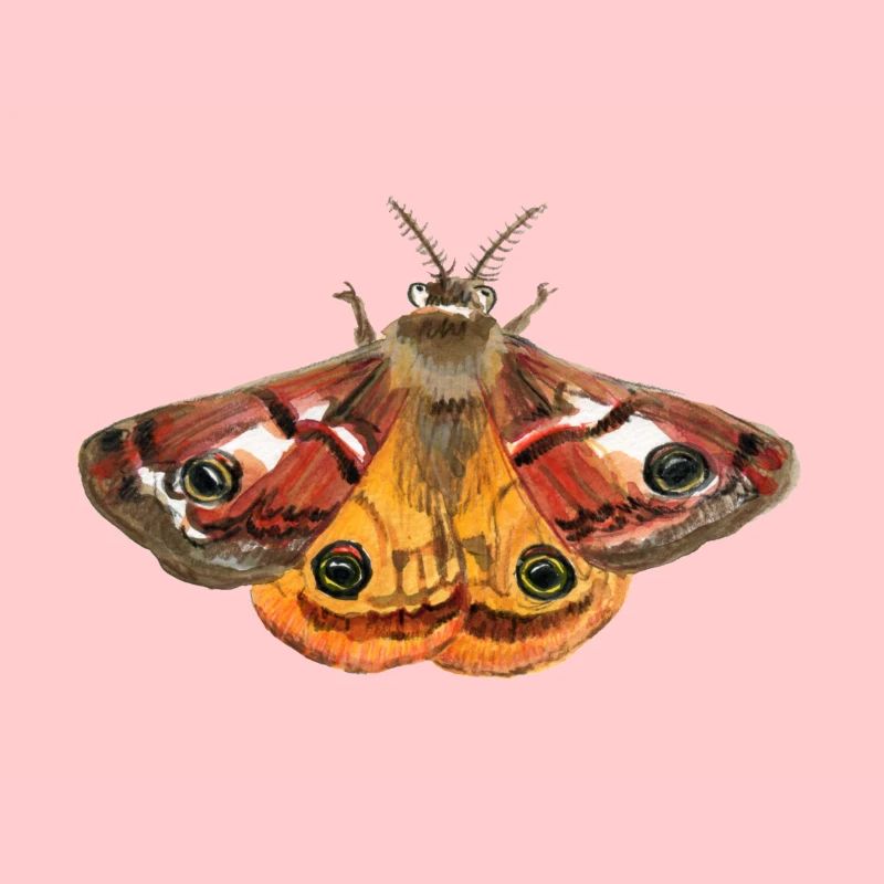 emperor moth