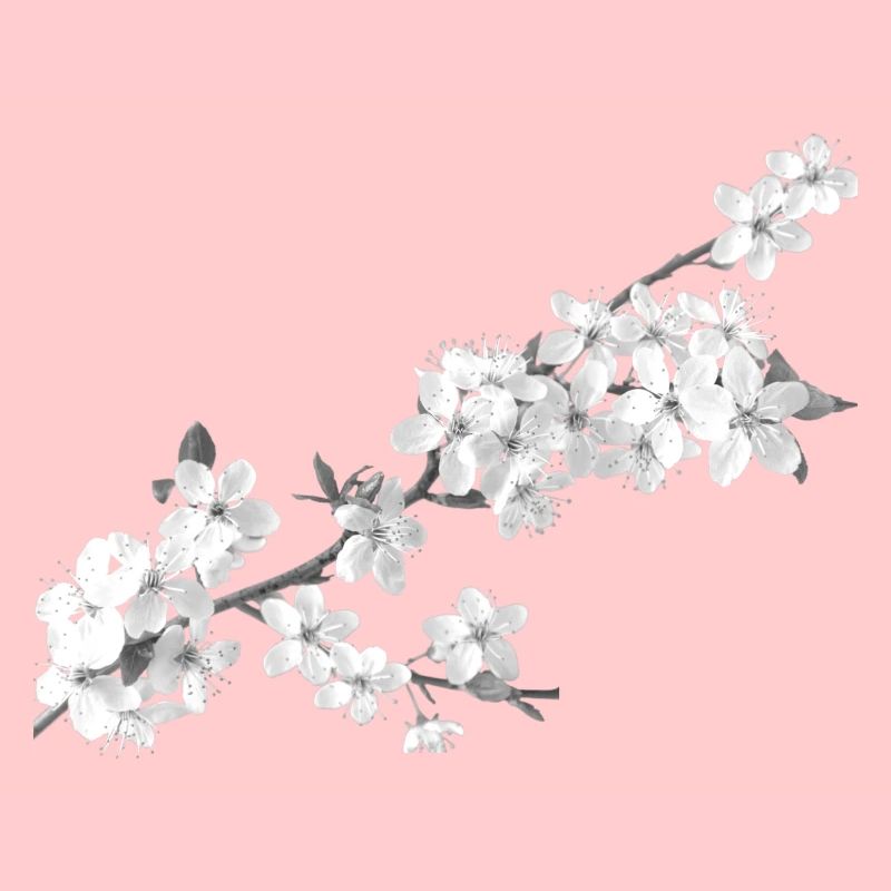 Belle sakura (blanc de perles)