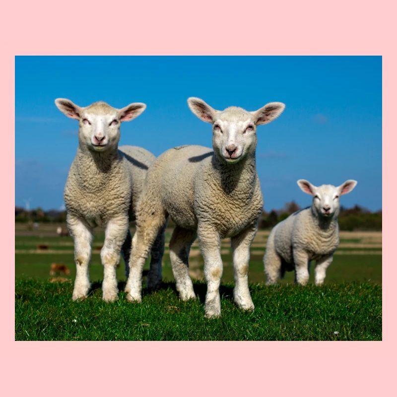 lambs in the pasture