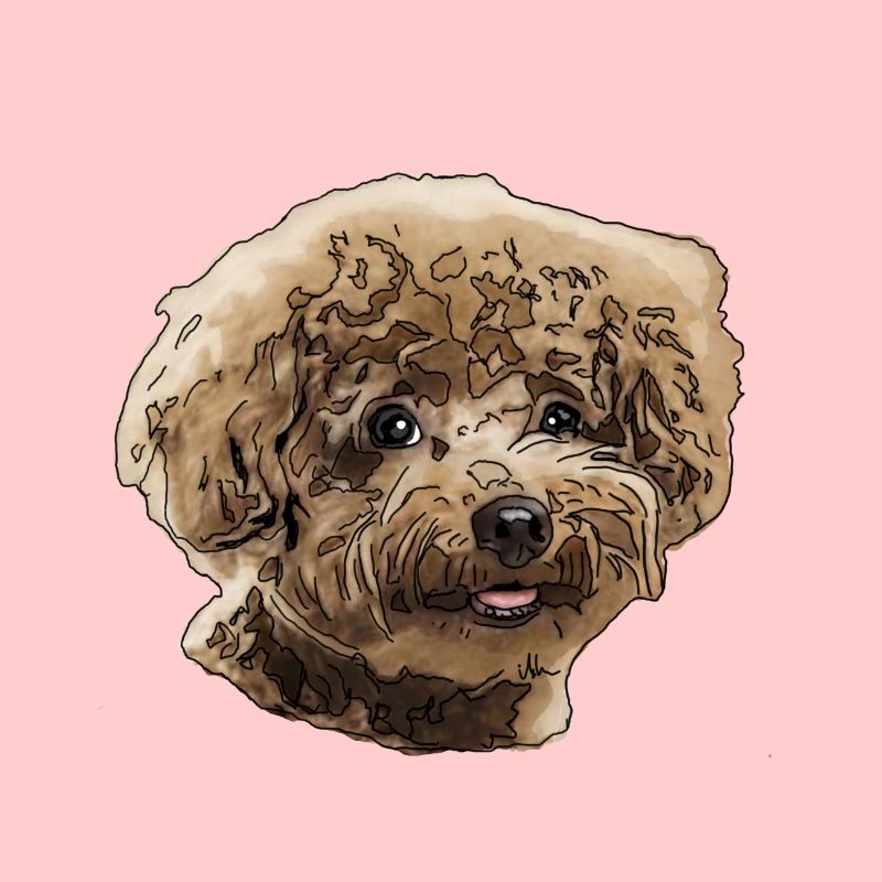 Caniche