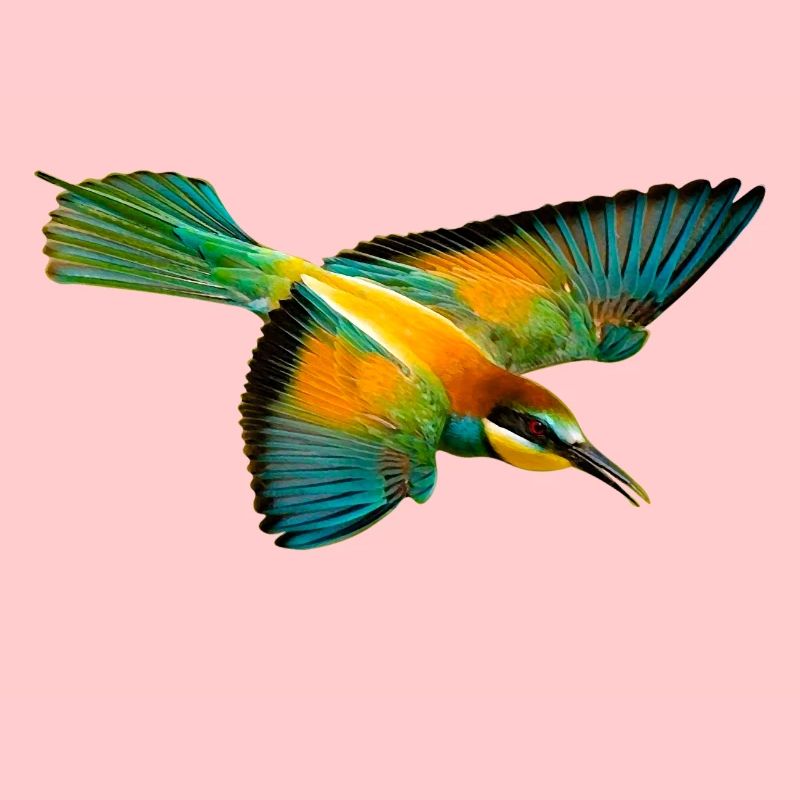 Bee-eater bird