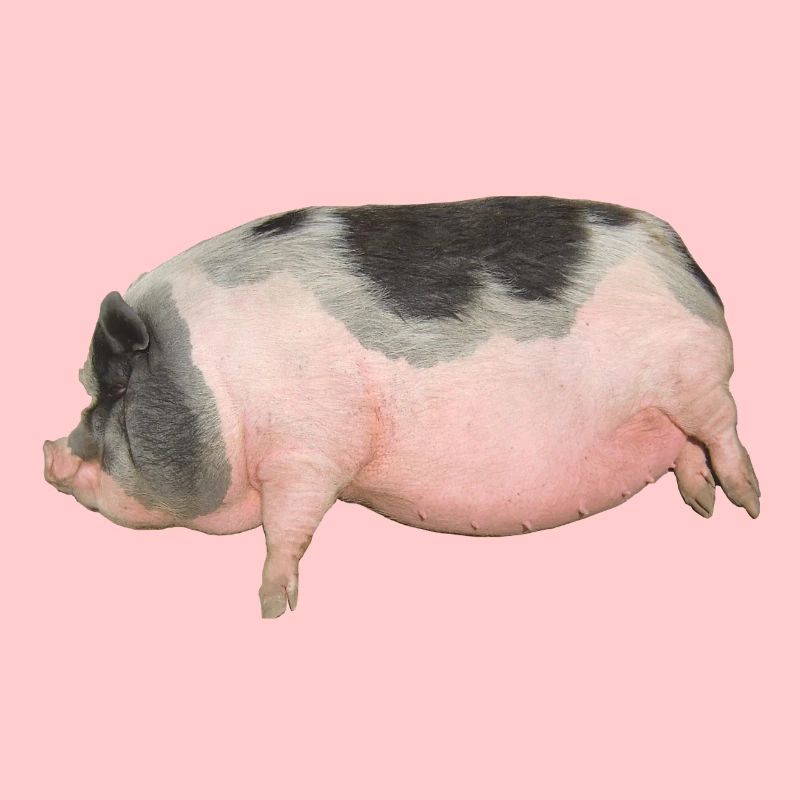 cochon