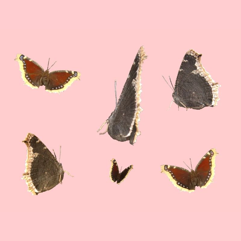 Butterfly Mourning Cloak