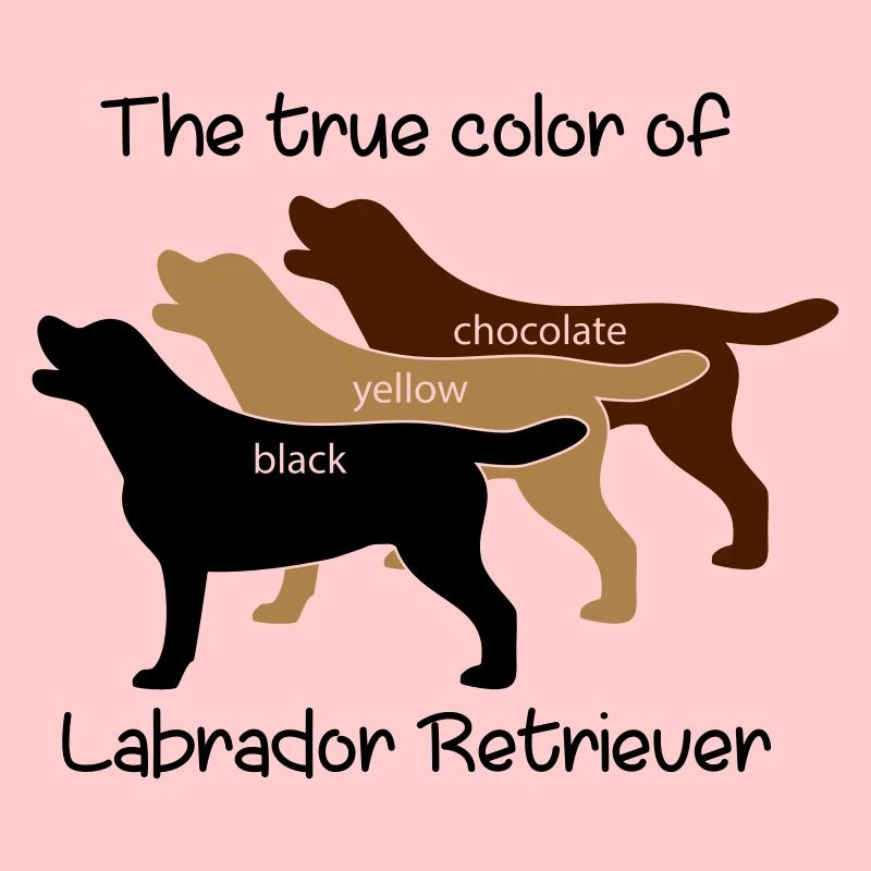 True Color Labrador
