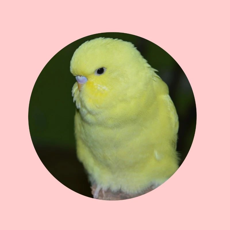 Perruche perruche jaune