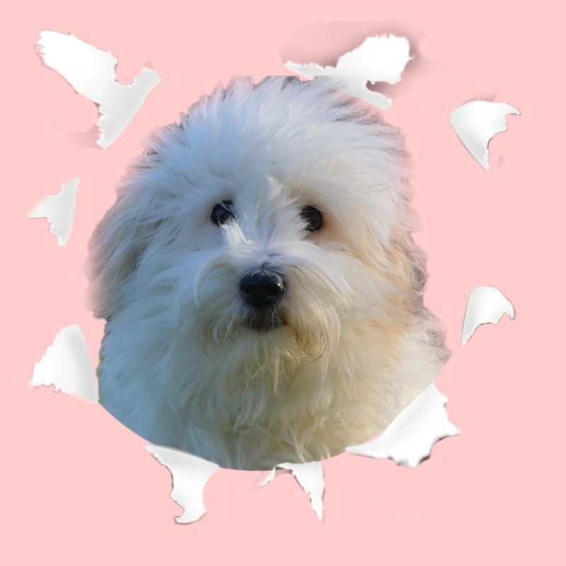 Coton de Tulear - Chien Coton de Tulear