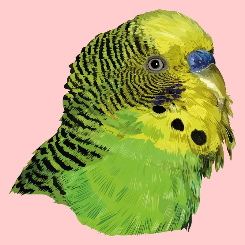 Perruche australienne