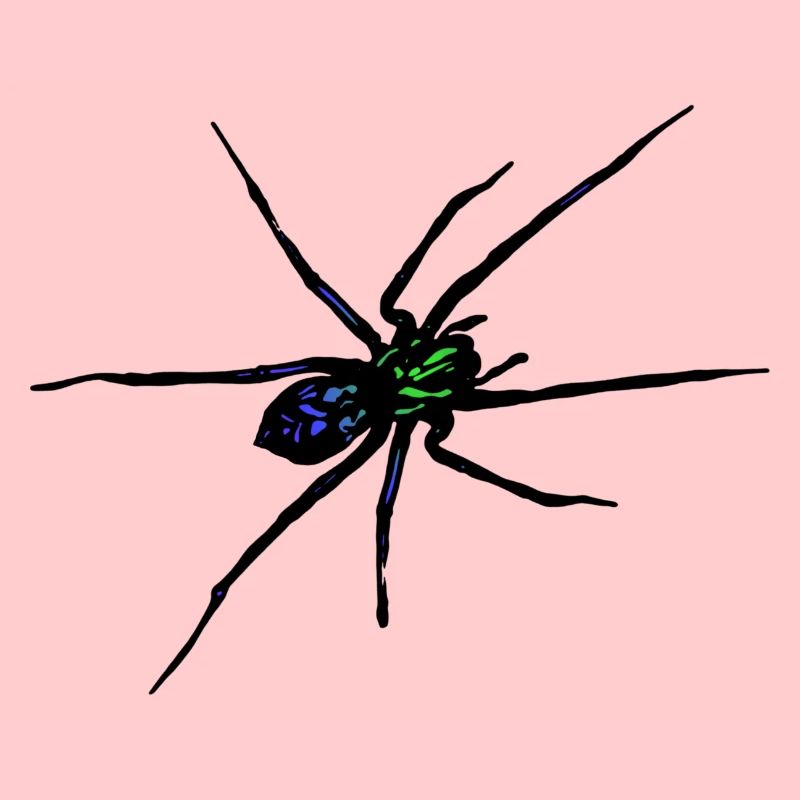 Araignée