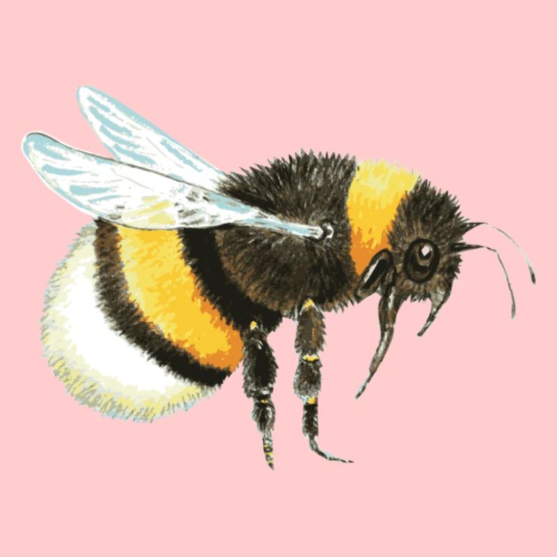 Hummel