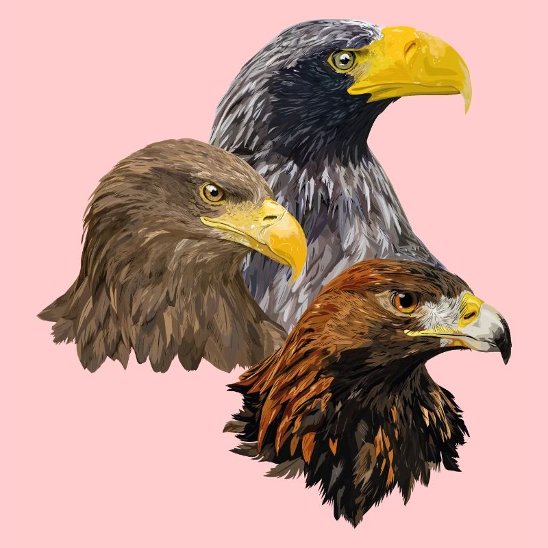 Oiseaux de proie