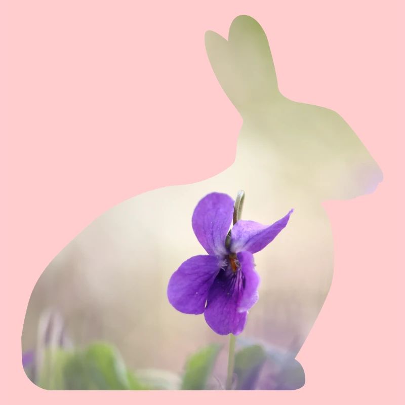 Rabbit Rabbit
