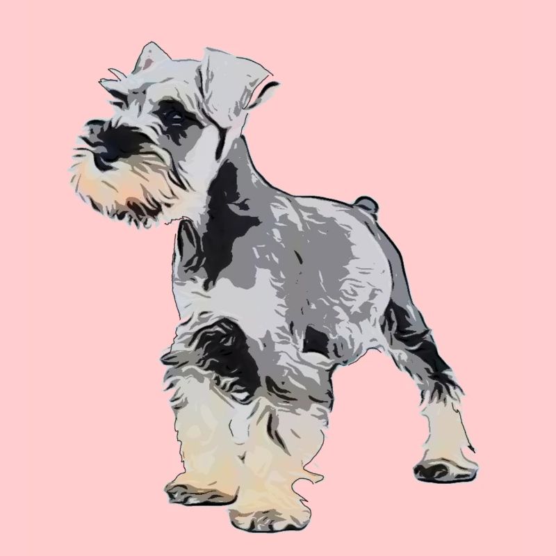 Schnauzer miniature 1