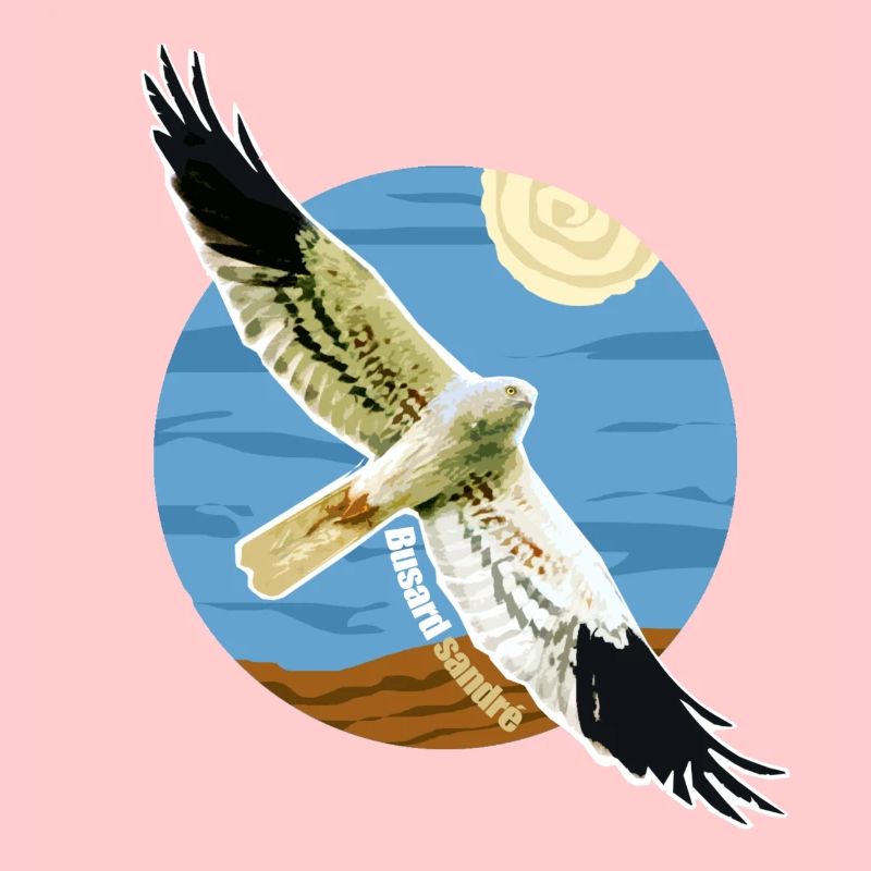 Oiseau Busard cendré Rapace Espèce protégée