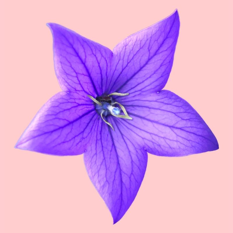 fleur pourpre
