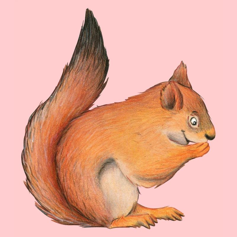 Eichhörnchen