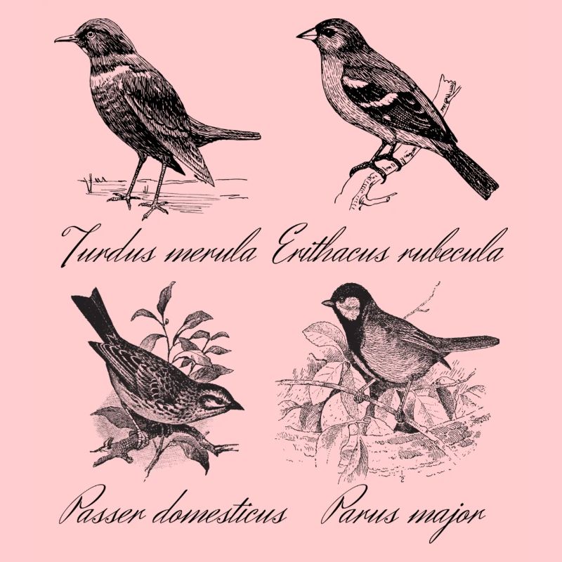 uccelli